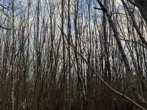 Prodej lesa, Kolinec, 1837 m2