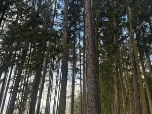 Prodej lesa, Petrovice II, 11117 m2