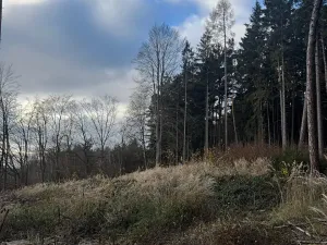 Prodej lesa, Petrovice II, 11117 m2