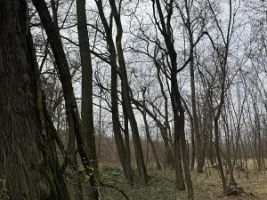 Prodej podílu lesa, Lesonice, 6189 m2