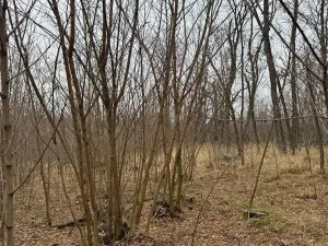 Prodej podílu lesa, Lesonice, 6189 m2