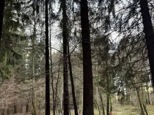 Prodej podílu lesa, Francova Lhota, 1929 m2