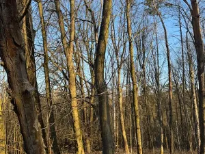 Prodej lesa, Mělnické Vtelno, 2736 m2