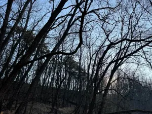 Prodej lesa, Mělnické Vtelno, 2736 m2