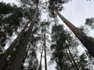 Prodej lesa, Veliny, 4517 m2