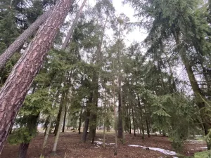 Prodej lesa, Veliny, 4517 m2