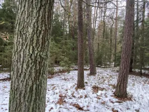 Prodej lesa, Veliny, 16002 m2