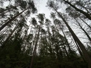 Prodej lesa, Veliny, 16002 m2