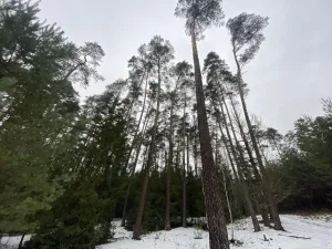 Prodej lesa, Veliny, 16002 m2