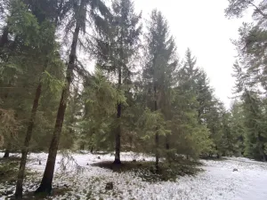 Prodej lesa, Veliny, 16002 m2