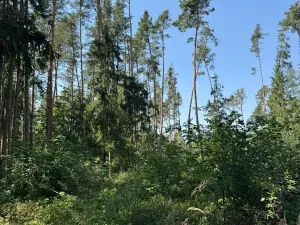 Prodej lesa, Bolehošť, 3558 m2