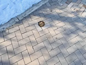 Prodej pozemku pro bydlení, Nový Malín, 1079 m2