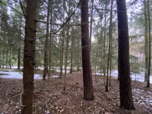 Prodej lesa, Veliny, 4431 m2