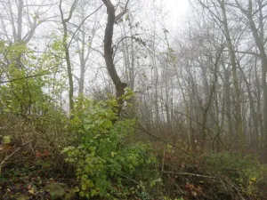 Dražba zahrady, Staré Město, 490 m2