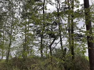 Prodej lesa, Plzeň, 5650 m2