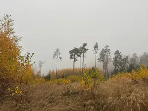 Prodej podílu lesa, Úboč, 4513 m2