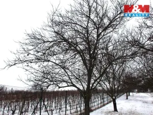 Prodej pole, Starý Poddvorov, 4096 m2