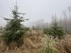 Prodej lesa, Městečko Trnávka - Lázy, 32904 m2