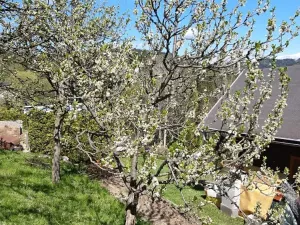 Prodej zahrady, Desná, Sokolská, 775 m2