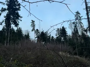 Prodej podílu lesa, Zálezly, 799 m2