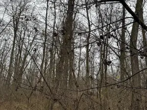 Prodej podílu lesa, Mutěnice, 1819 m2