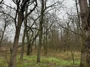 Prodej lesa, Mutěnice, 5100 m2