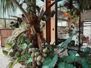 Prodej domu, Puerto Viejo, Hone Creek, Kostarika, 120 m2