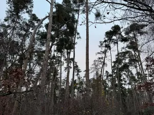 Prodej lesa, Týnec nad Labem, 7079 m2