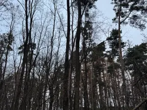 Prodej lesa, Týnec nad Labem, 7079 m2