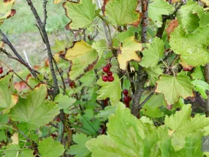 Prodej zahrady, Chlumec, 467 m2