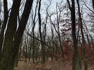 Prodej podílu lesa, Lesonice, 1518 m2