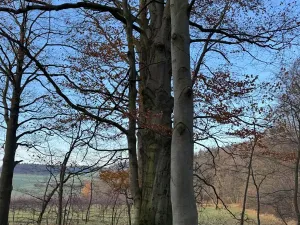 Prodej lesa, Ludmírov, 9585 m2