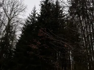 Prodej lesa, Předslav, 6263 m2