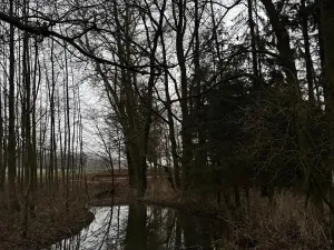 Prodej lesa, Předslav, 6263 m2