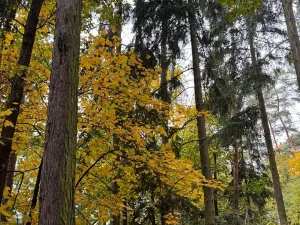 Prodej lesa, Chrášťany, 11900 m2