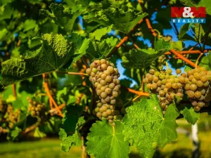 Prodej pole, Šardice, 56699 m2