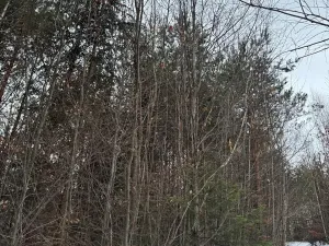 Prodej lesa, Malá Bystřice, 54751 m2