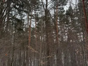 Prodej lesa, Malá Bystřice, 54751 m2