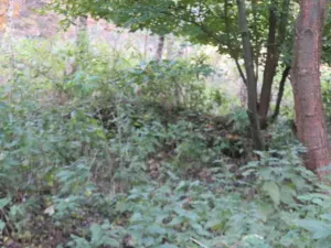 Dražba pole, Jiříkov, 2813 m2