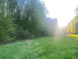 Dražba louky, Tachov, 3829 m2