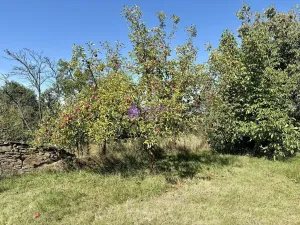 Pronájem zahrady, Olomouc - Droždín, Akátová, 1528 m2