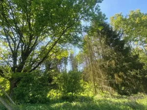 Prodej lesa, Kropáčova Vrutice, 15167 m2