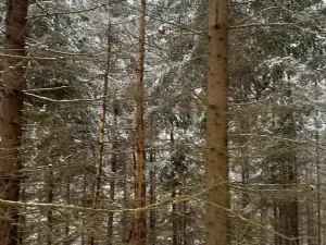 Prodej lesa, Janová, 7449 m2