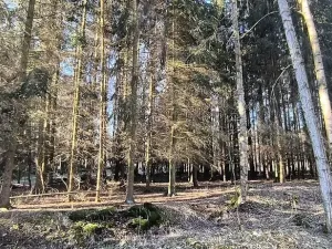 Prodej lesa, Františkovy Lázně, Jezerní, 2956 m2