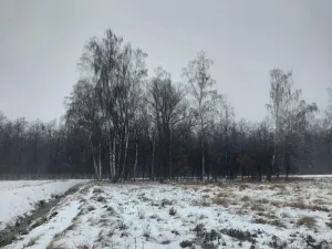 Prodej lesa, Pardubice, 1407 m2