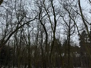 Prodej podílu lesa, Černěves, 9239 m2