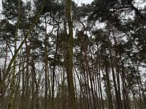 Prodej podílu lesa, Černěves, 9239 m2