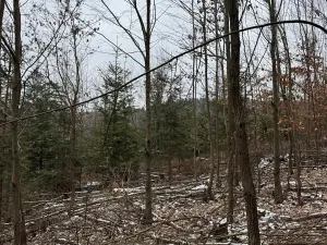 Prodej lesa, Lutonina, 18019 m2