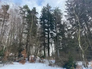 Prodej lesa, Volfířov - Brandlín, 3426 m2