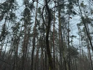 Prodej podílu lesa, Břehy, 1092 m2